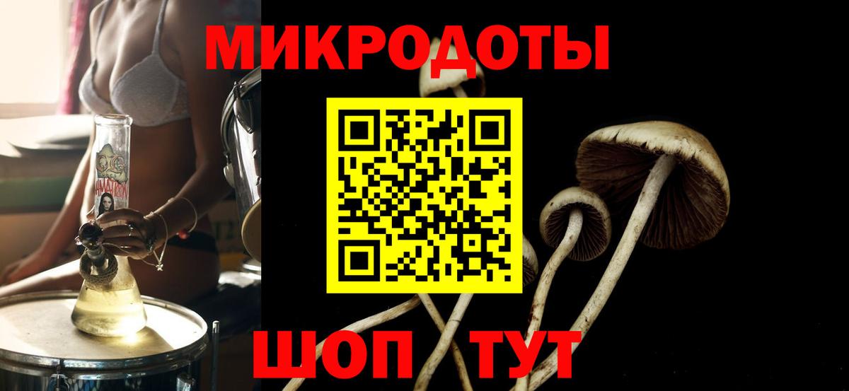Галлюциногенные грибы Psilocybe Новоалтайск
